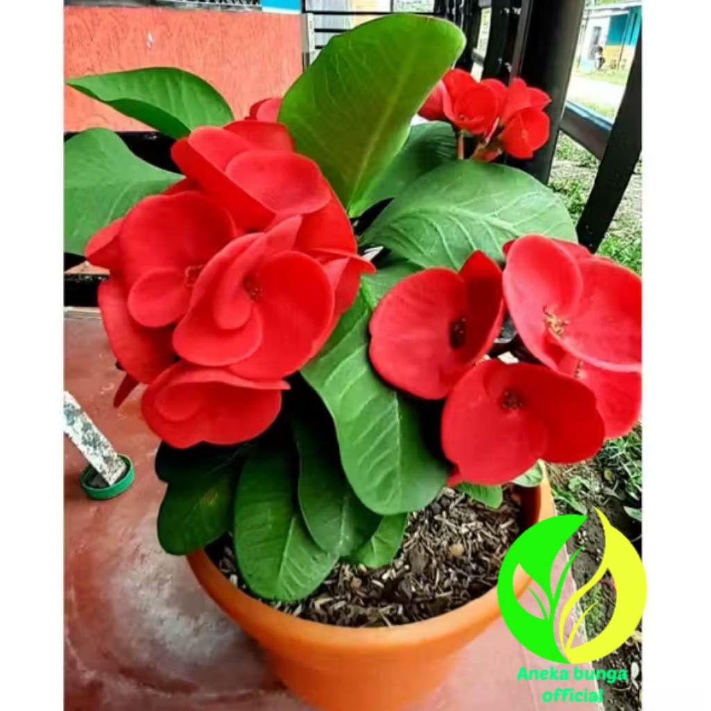 POHON BUNGA EFORBIA MERAH / TANAMAN HIAS BUNGA EFORBIA MERAH
