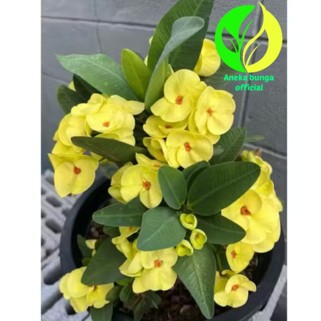 POHON BUNGA EFORBIA KUNING / TANAMAN HIAS BUNGA EFORBIA KUNING