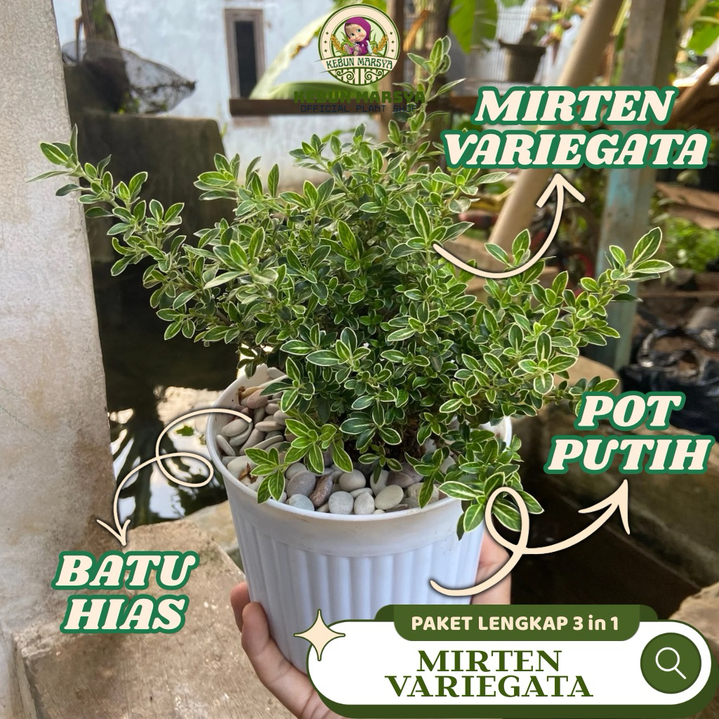 PAKET 3 in 1 Tanaman Hias Bonsai Mirten Variegata Daun Hijau Putih Bunga Mikro Putih Tinggi 15 30cm