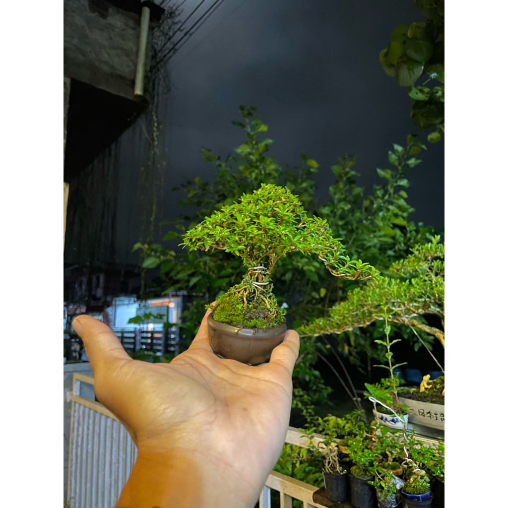 seribu bintang mikro