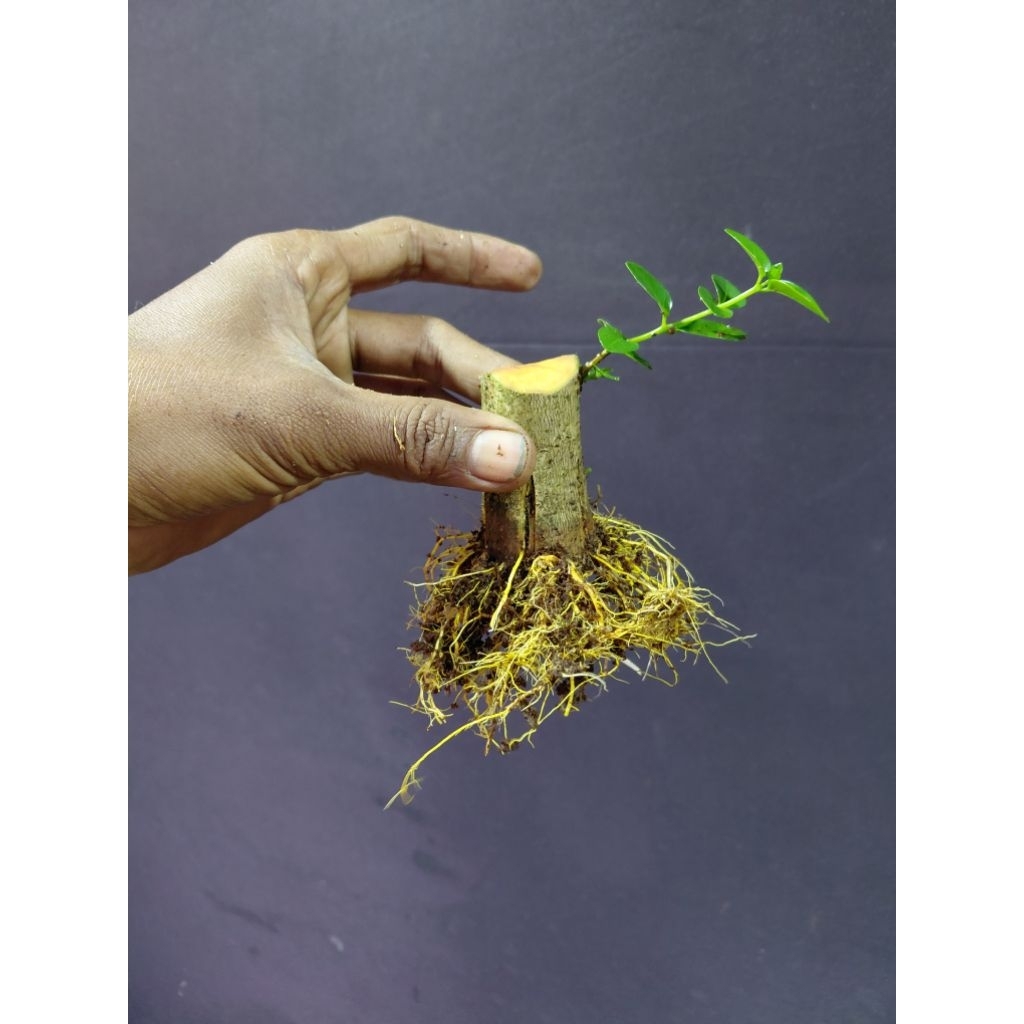 Sancang program pecah batang/sancang program murah/sancang program akar