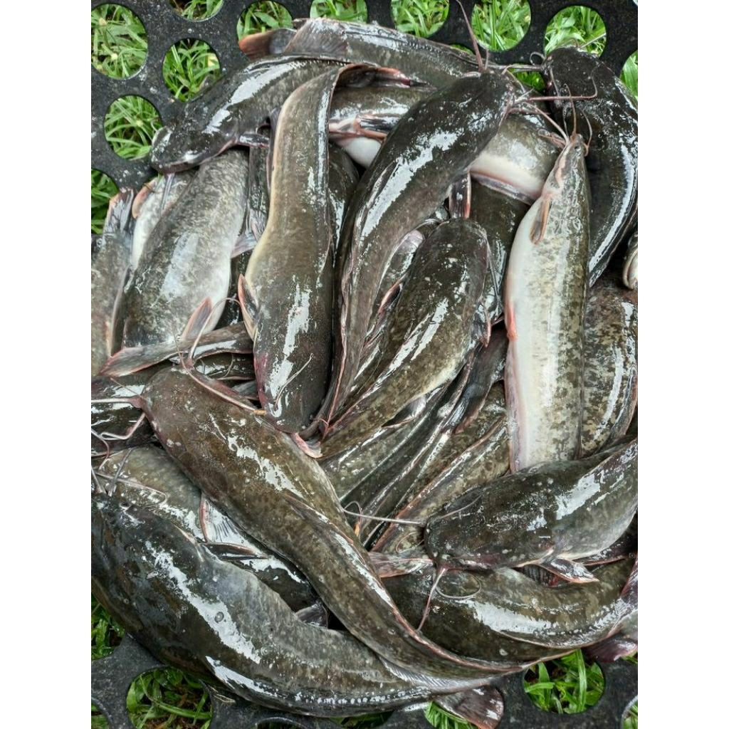 IKAN LELE SEGAR FRESH