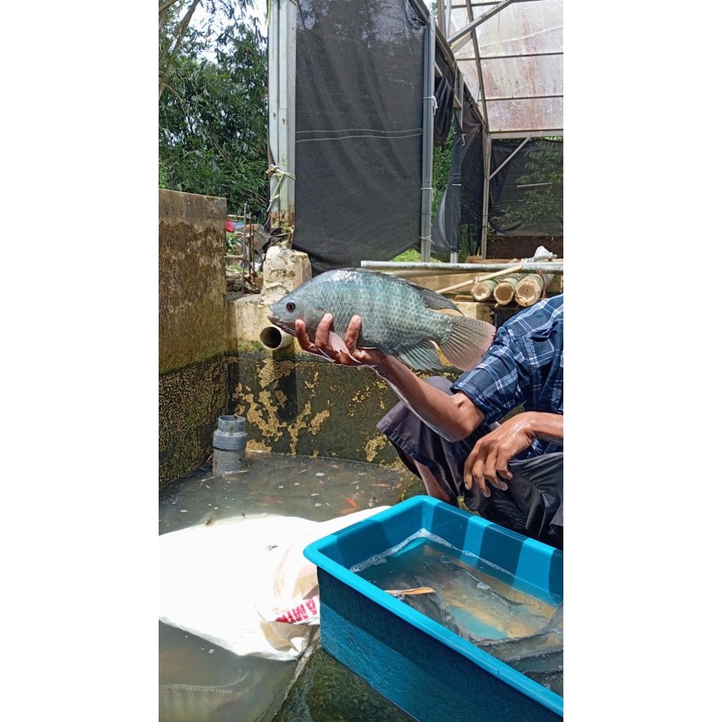 Larva Nila Sakti Isi 400 Ekor – Bibit Unggul, Siap Dibesarkan