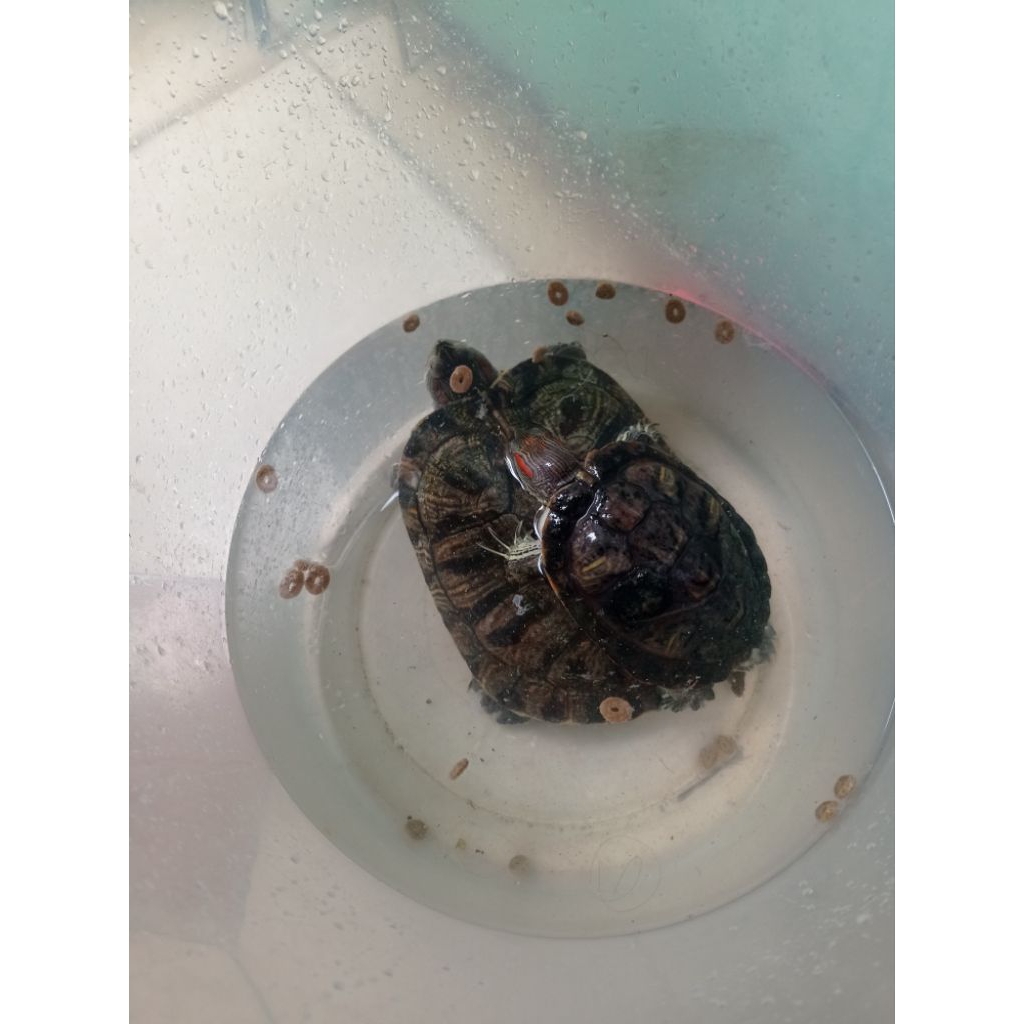 Kura-Kura Brazil Indukan