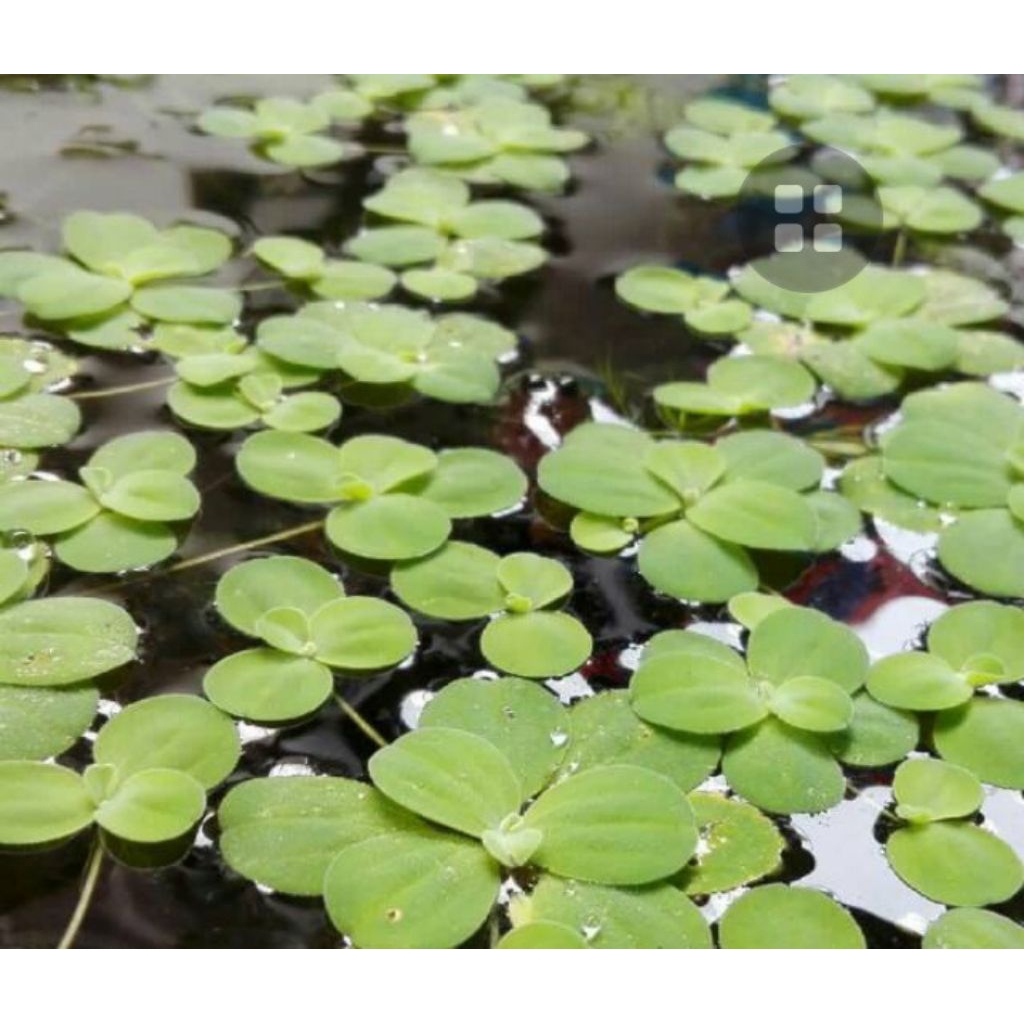 tanaman air apu apu/ tanaman air mengambang apu apu