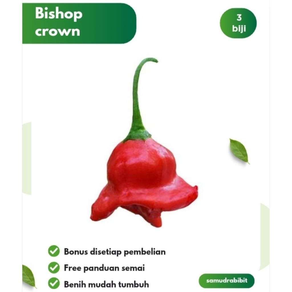 Benih Cabe Hias Bishop Crown Unggul