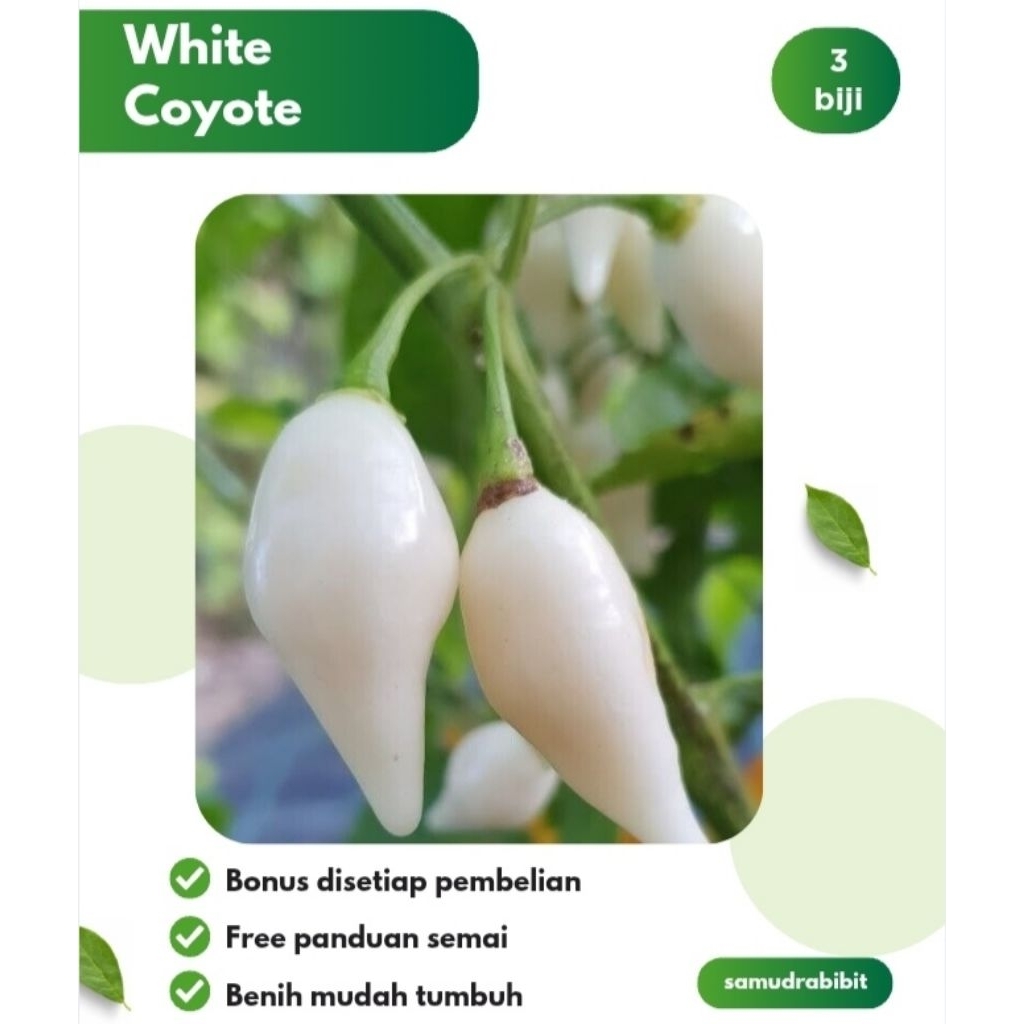 Benih Cabe Hias White Coyote F1 Hibrida
