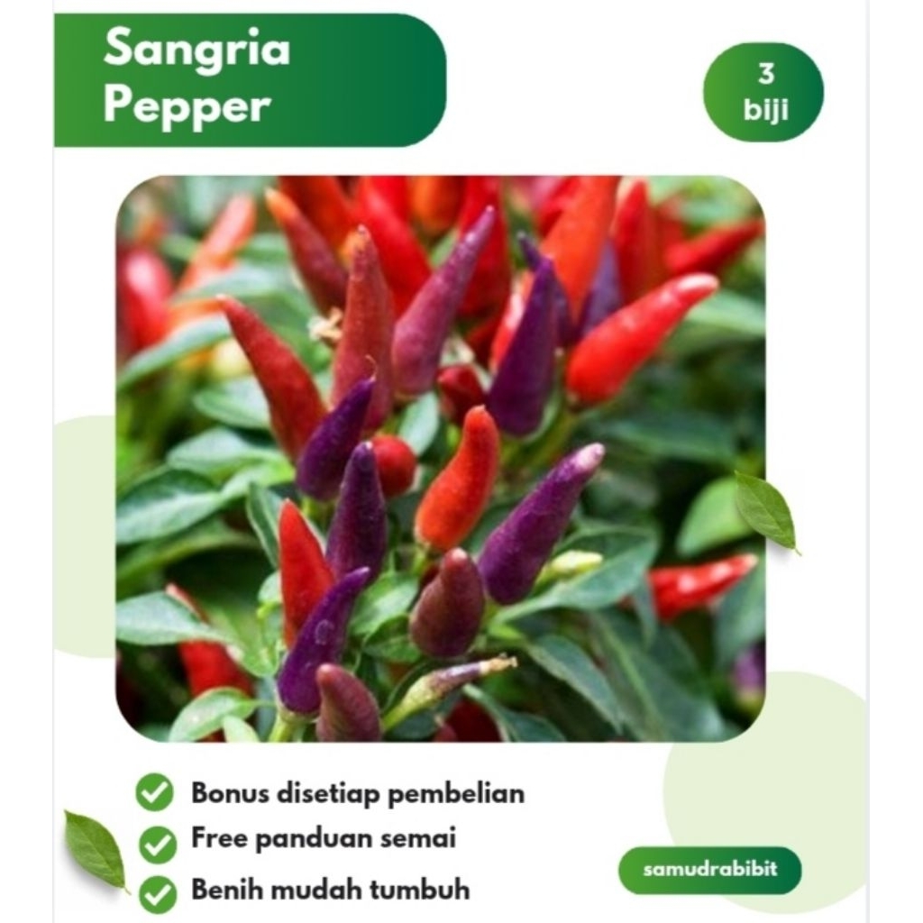 Benih Cabe Hias Sangria F1