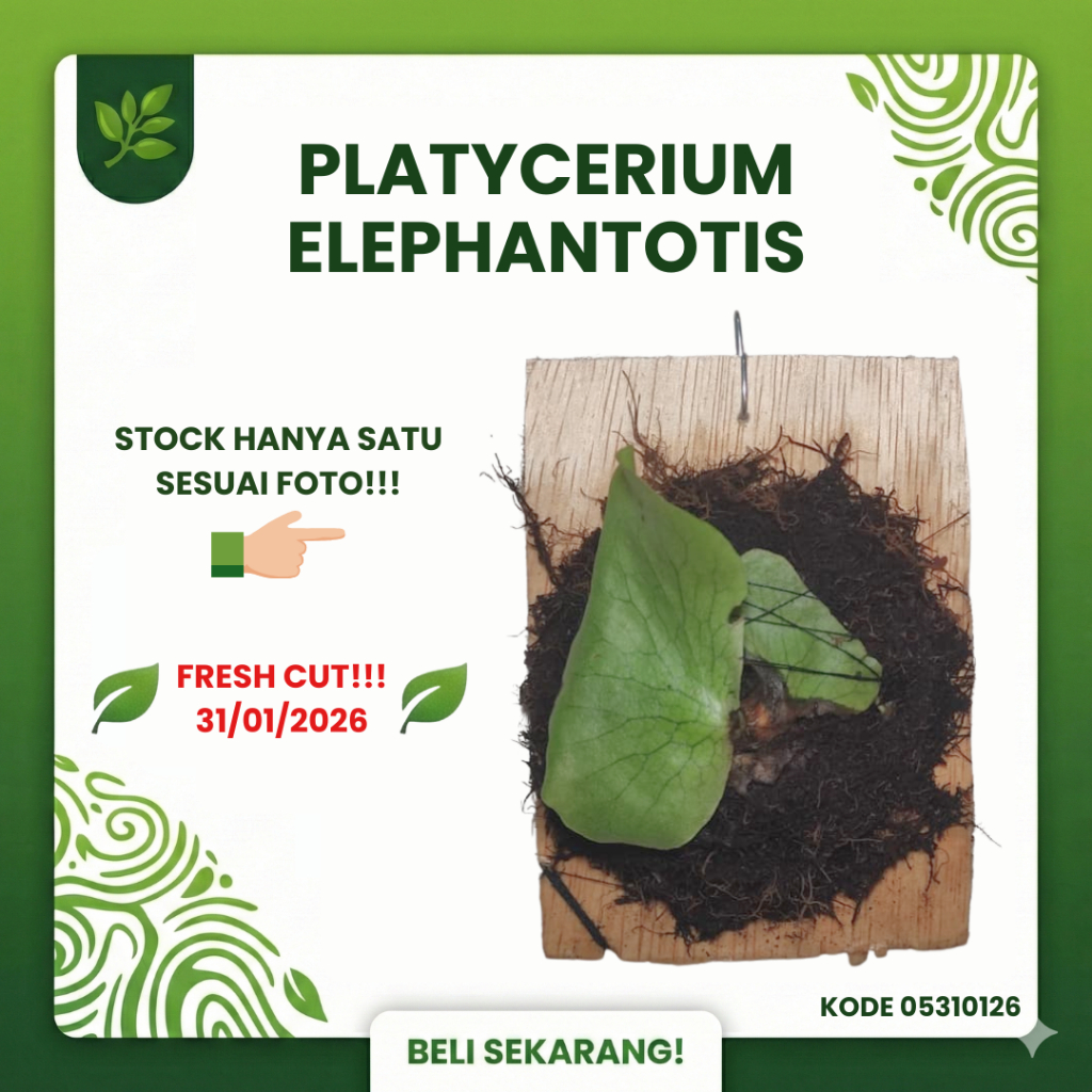 SESUAI FOTO - Platycerium Elephantotis Pup Anakan Fresh Cut dari Indukan Sp - Simbar Menjangan Gajah