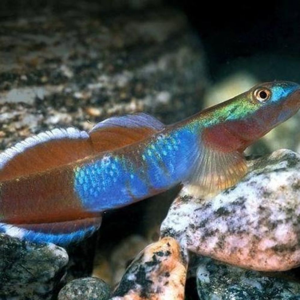 goby blue Belly red papua aquascape akuarium
