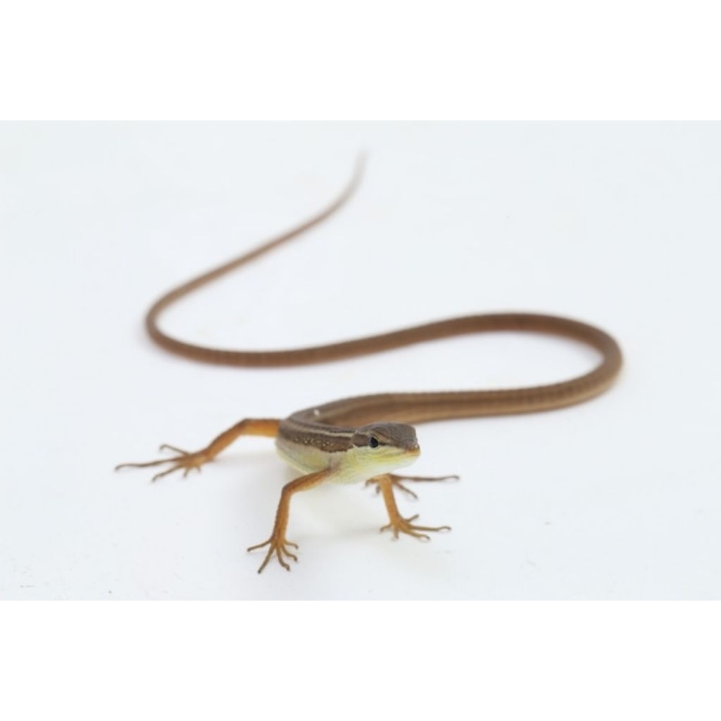 Mainan anak kadal rumput bagus untuk Displai