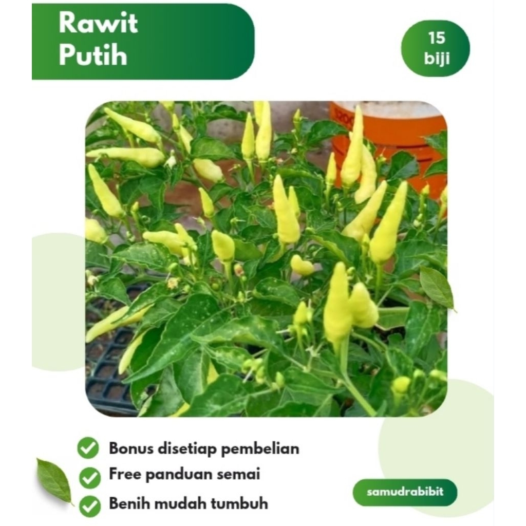 Benih Cabe Rawit Putih Tegak Bibit Cabai Unggul