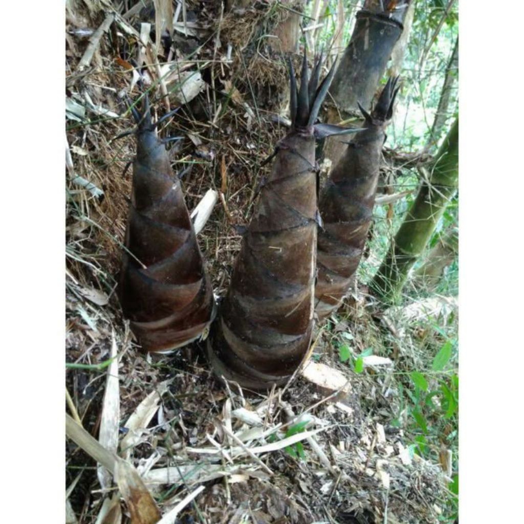 1 kg rebung bambu segar