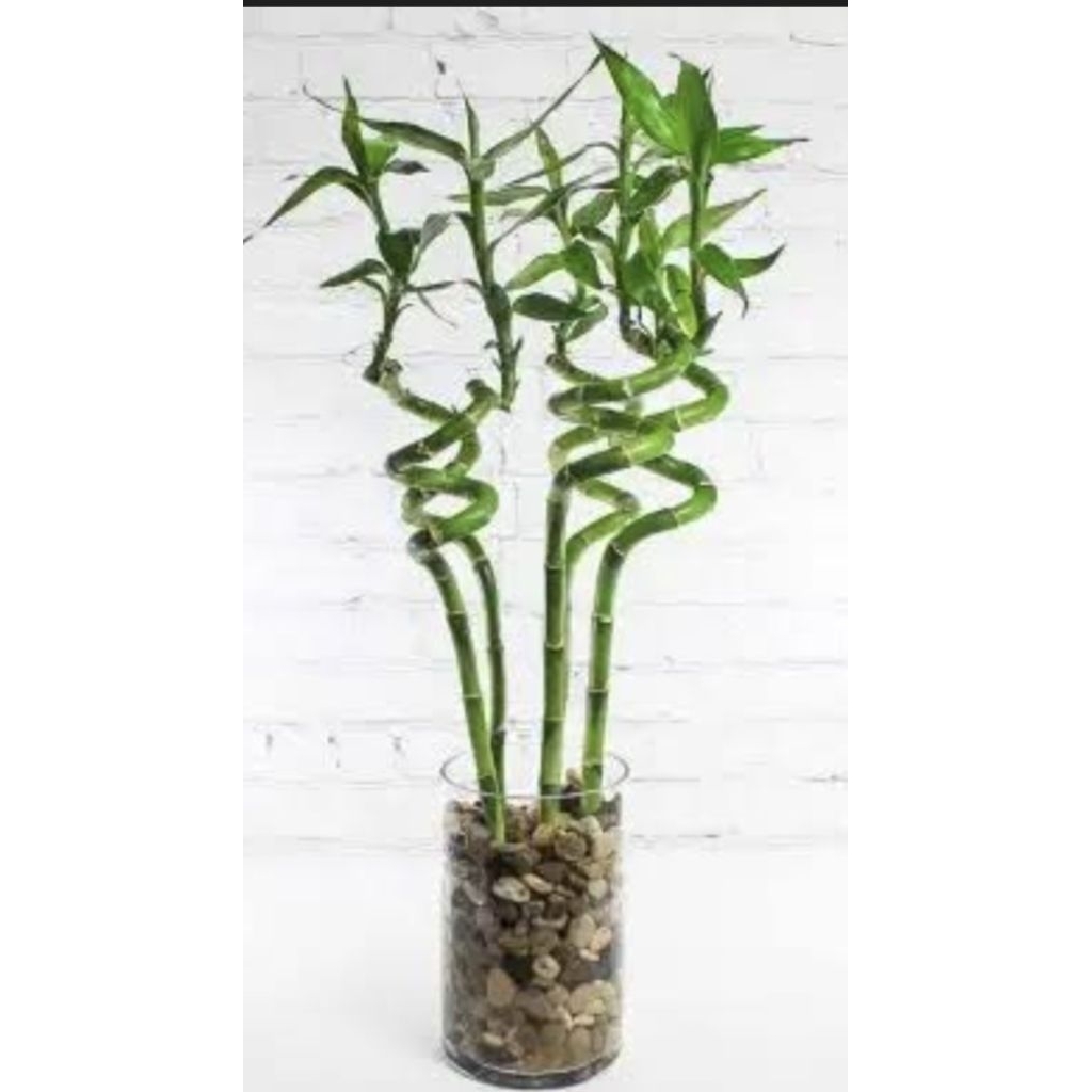 Bambu rezeki Kwan im tek / Bambu Hoki Lucky Bamboo ( 1 batang ) ( melingkar )