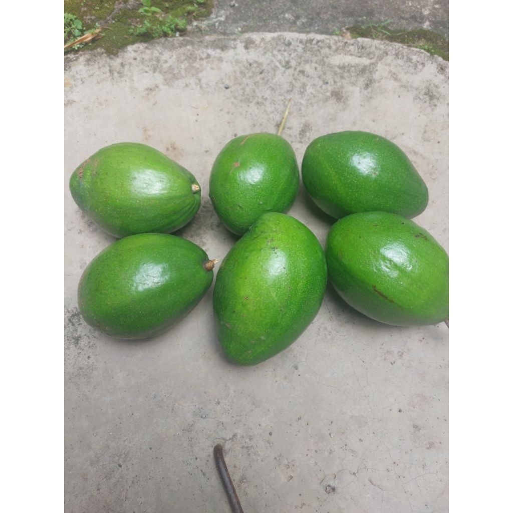buah alpukat Aligator