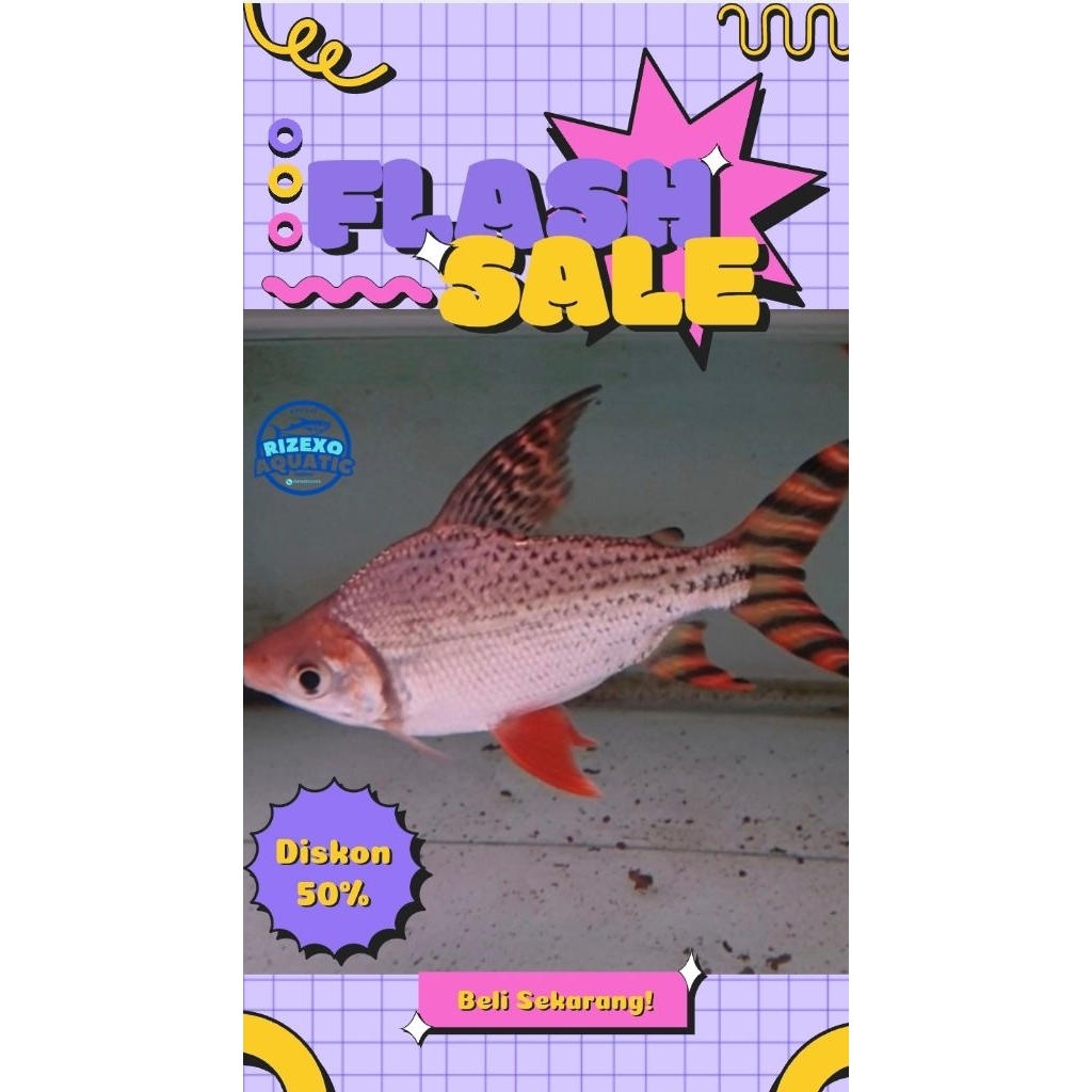 Yellow FeiFeng YFF 6-8 CM Grade A #PromoSpecial