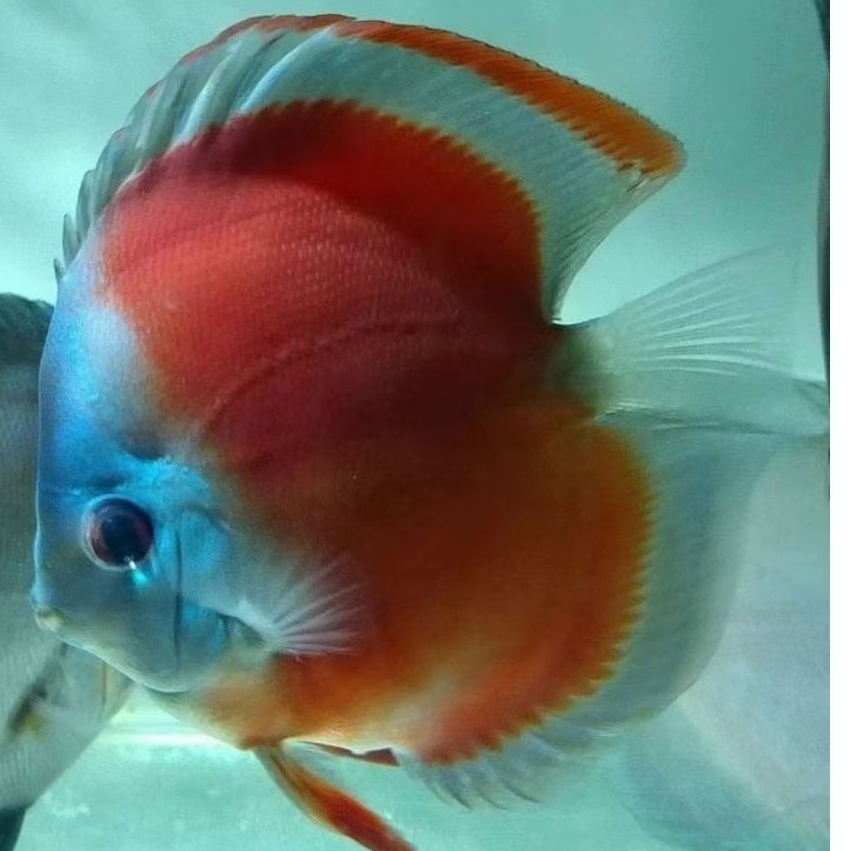 Discus Sun merah blue rim ikan hias aquarium