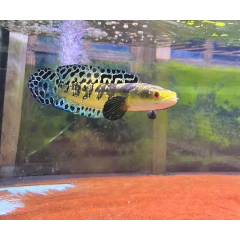 (Garansi) new MARU YS/YELLOW SENTARUM (3-12CM) BAHAN PREMIUM