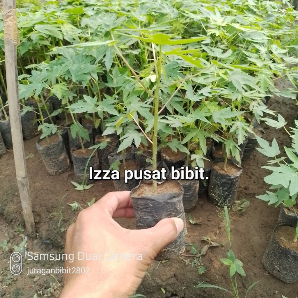 bibit pepaya california super