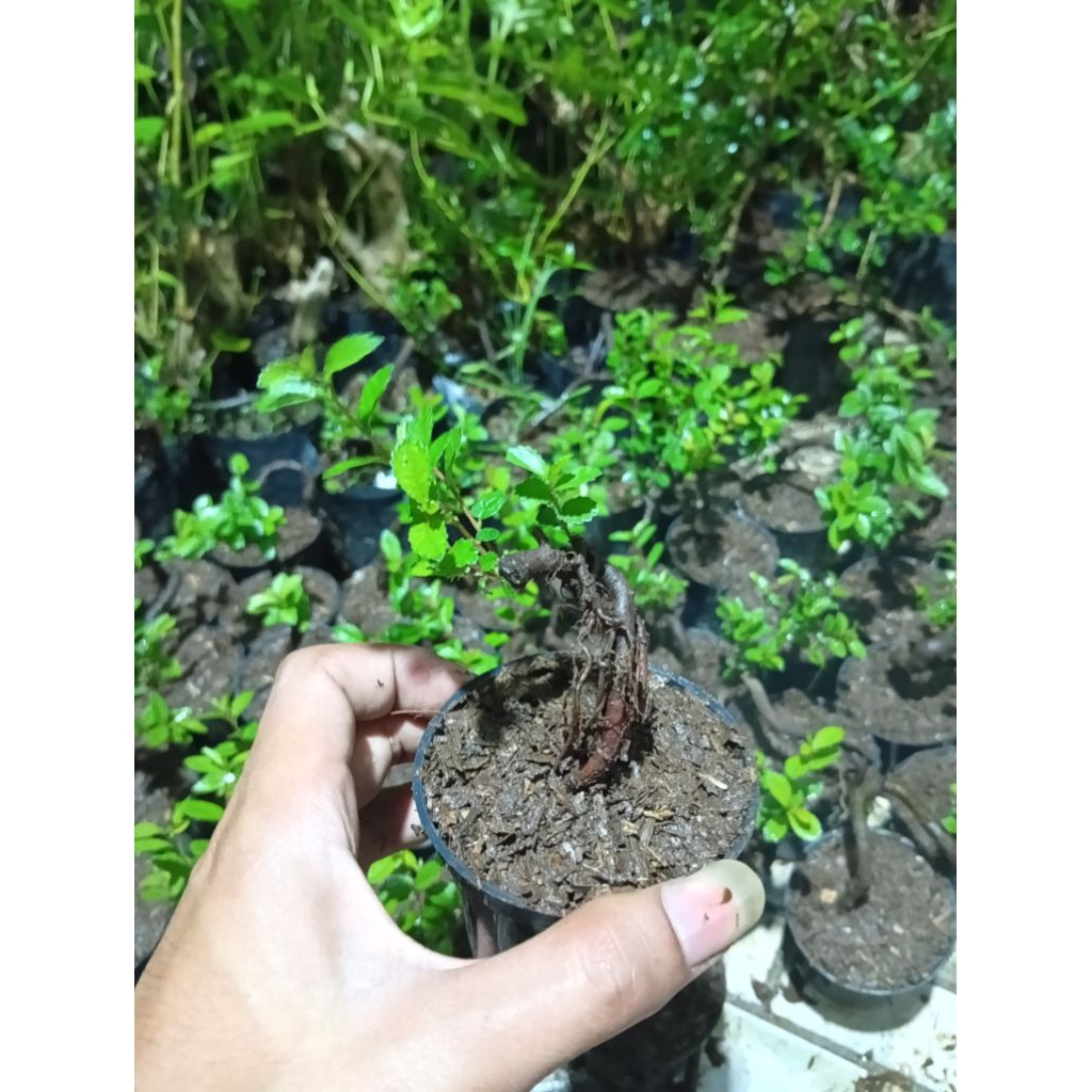 bonsai sinto ulmus
