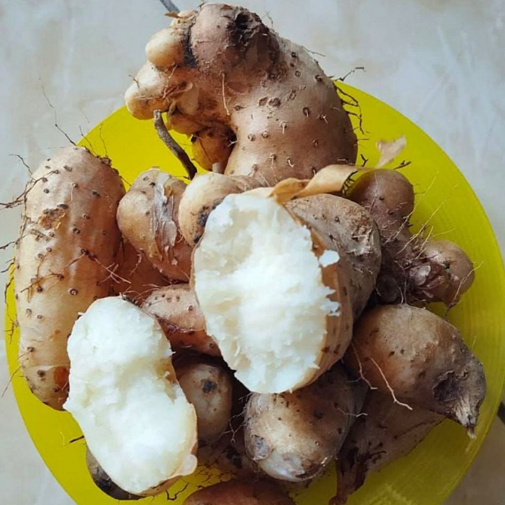 Gembili Ketan Jahe 1 Kilogram