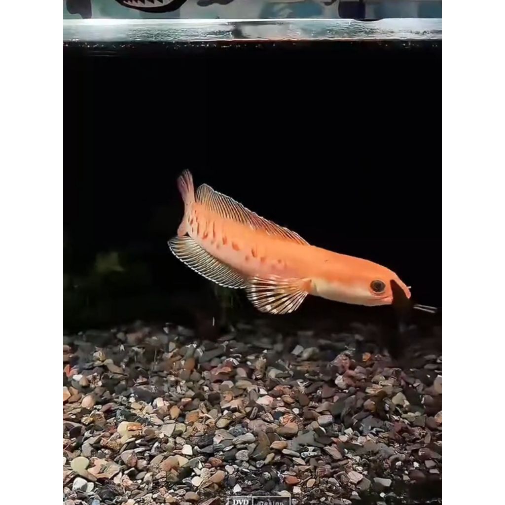 Channa golden pulcra rare item good quality full pelet 3-6cm