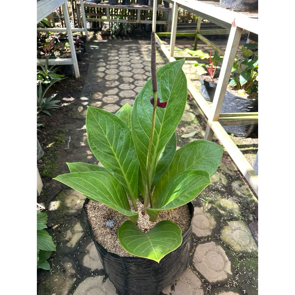 antorium jemani kol ukuran sedang