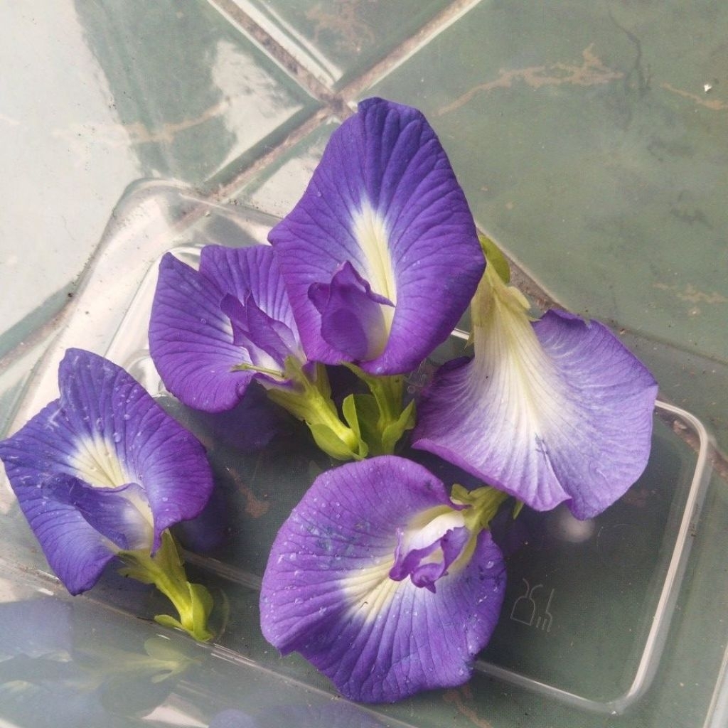 Bunga Telang talang / bunga segar