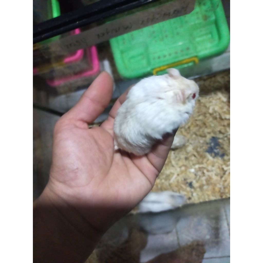 hamster dewasa winter white pearl siap kawin ( kurir hanya ojek online mak.40km)