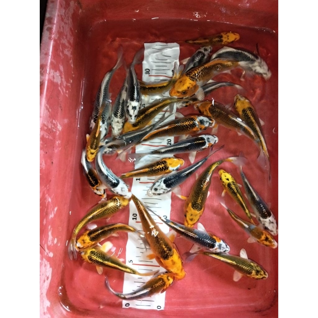 koi slayer,Kabuto,kin kabuto 10-13-15 cm ( instan saja)