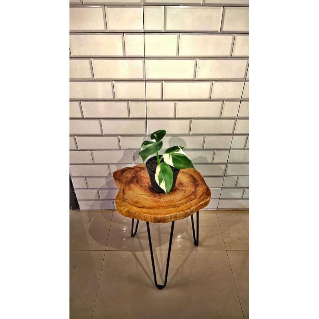 Philodendron White Princess