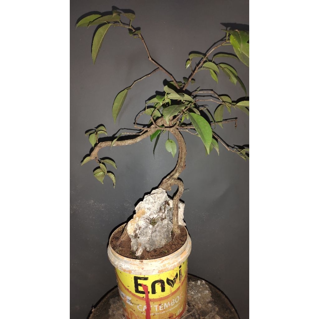 bahan bonsai ficus Beringin lokal realpic sesuai gambar dikirim sama batunya