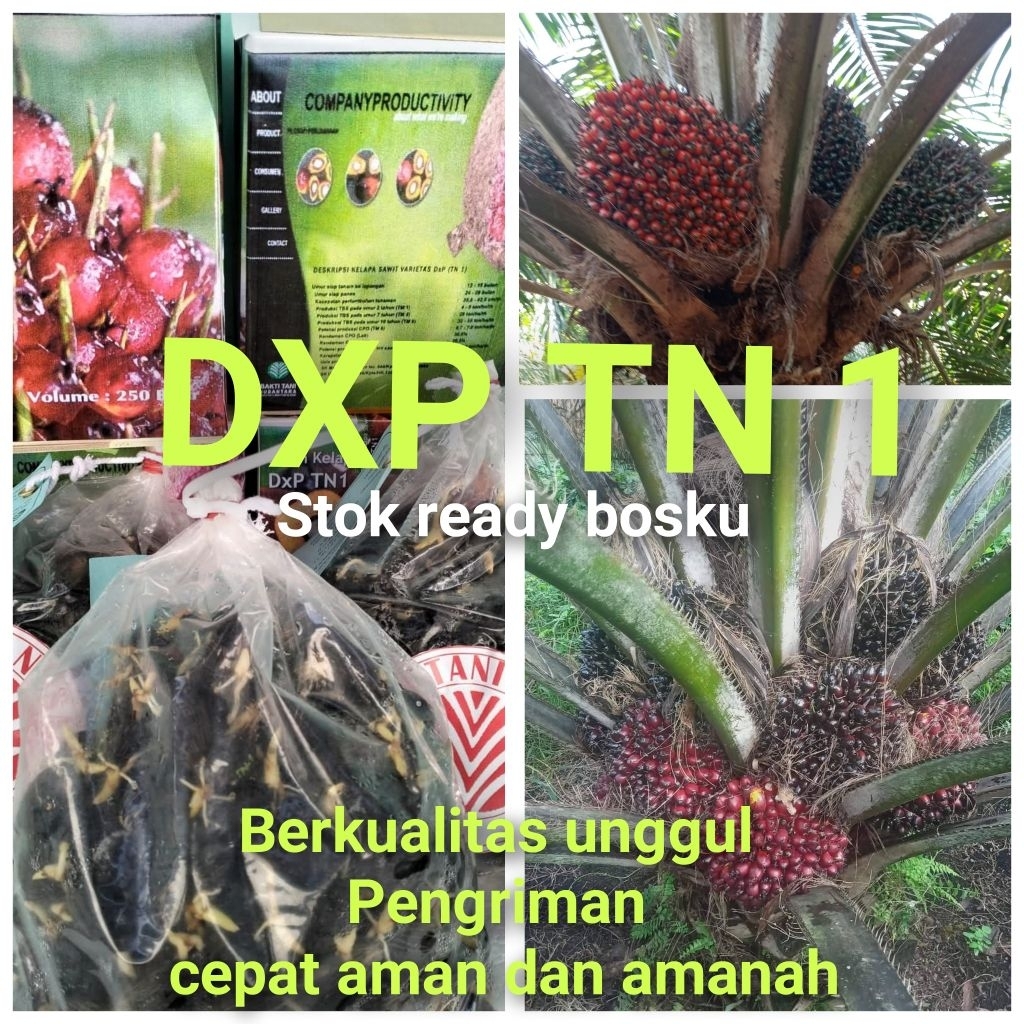 Bibit Benih Kecambah Sawit DXP TN1 (250 butir)