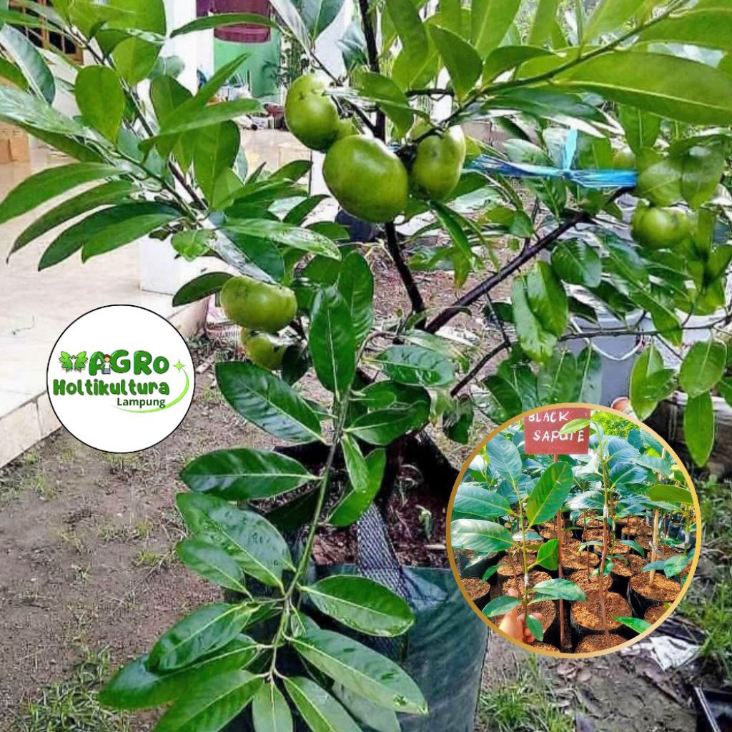 Bibit black sapote hasil cangkok/sambung cepat berbuah