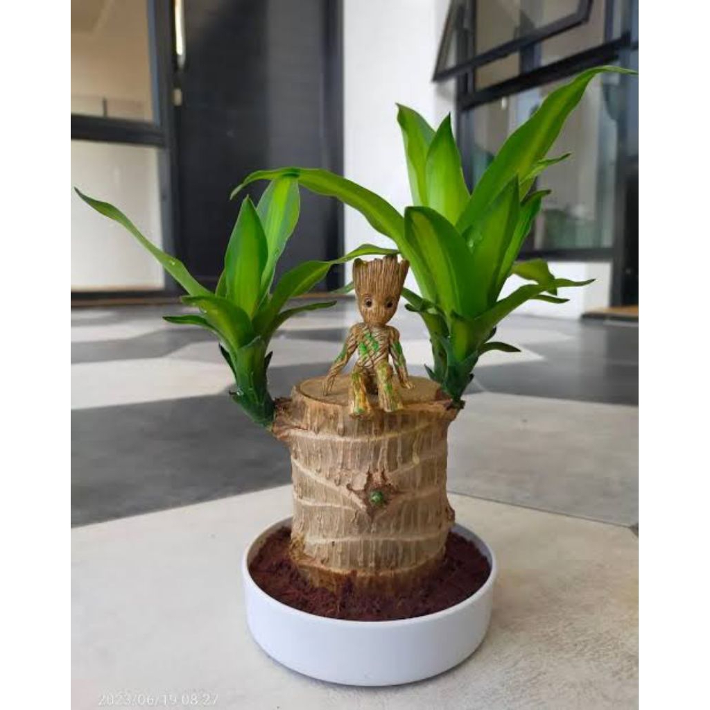 Brazilian Wood Original / Brazilian Lucky Wood / Batang Tanaman Brazilian Wood Penyerap Racun