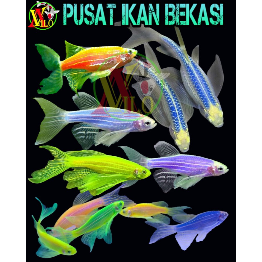 paket 20 - 100 ekor ikan danio slayer glow size kecil ekor panjang bisa hidup tanpa gelembung