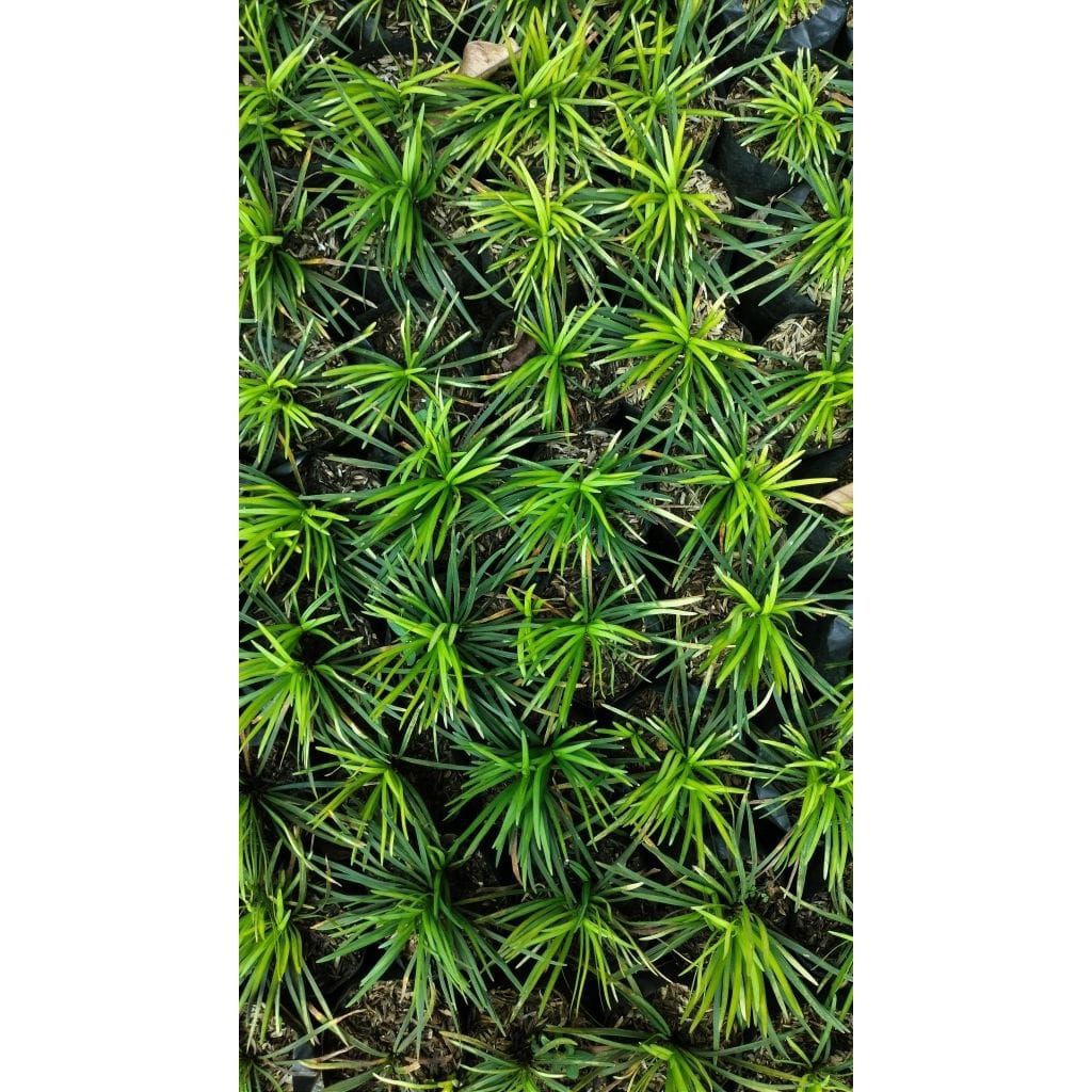 Tanaman Hias Rumput kucai Mini - Tanaman Hias Indoor