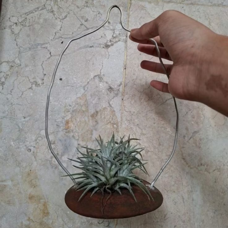 Tillandsia Ionantha Vanhyningii Clump di Vas Piring Gantung, Tanaman Hias, Dekorasi Taman