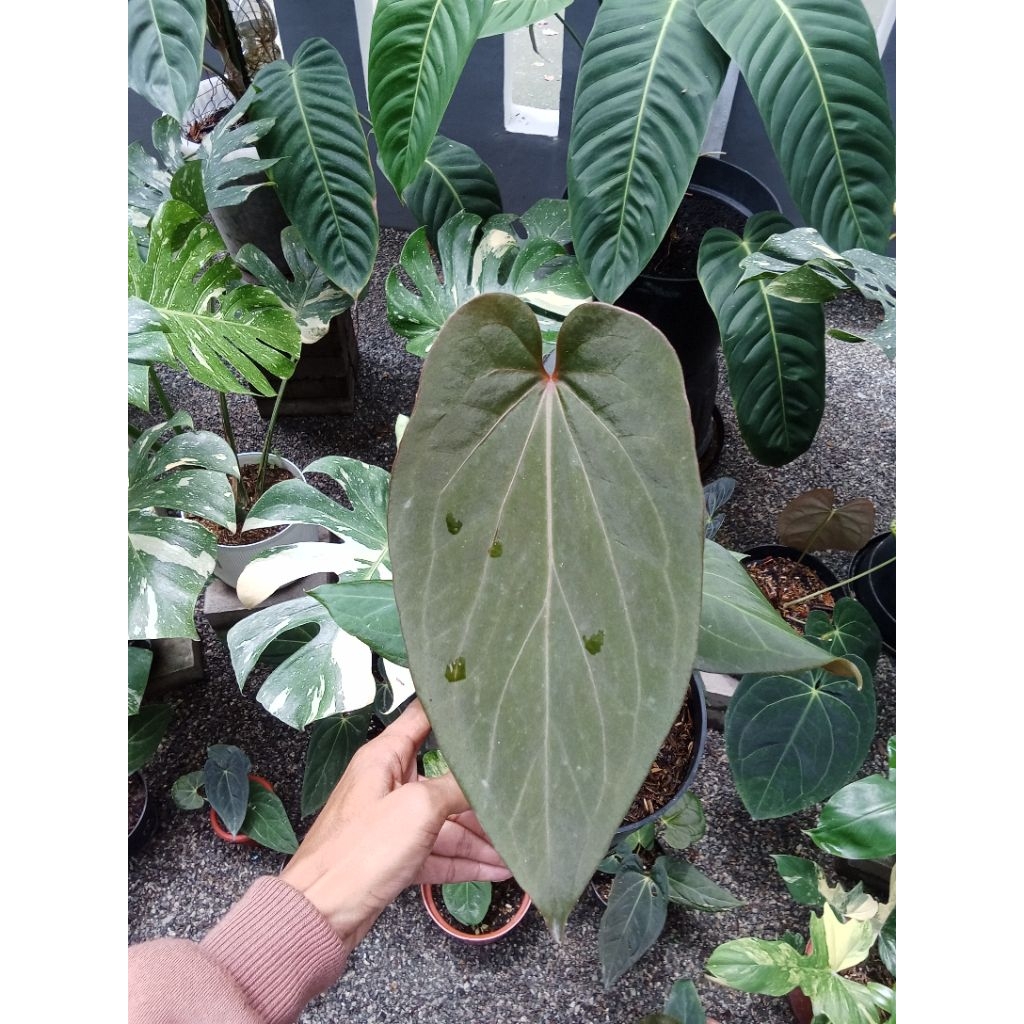 anthurium king of spades