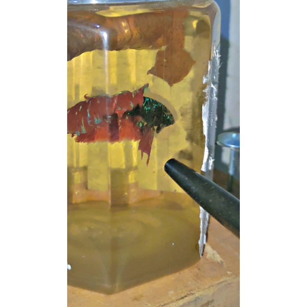 HM Avatar vampire nebula sepaket isi 6 campur