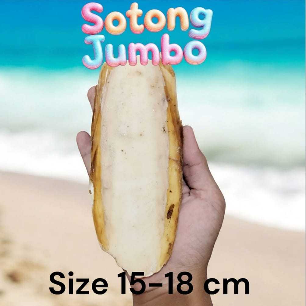 Tulang Sotong jumbo sumber kalsium untuk burung lovebird kenari parkit  paruh bengkok sulcata