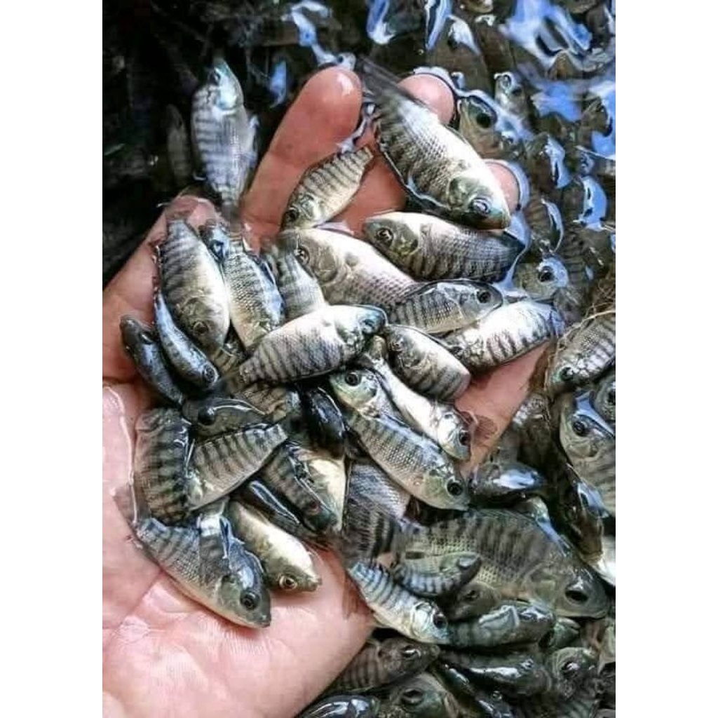 bibit ikan nila/mujair hitam ukuran 3/4 berkualitas