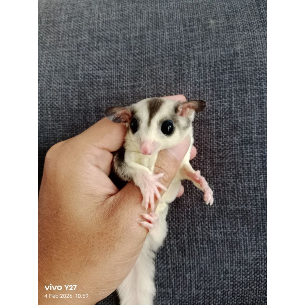Sugar glider mosaic joey betina
