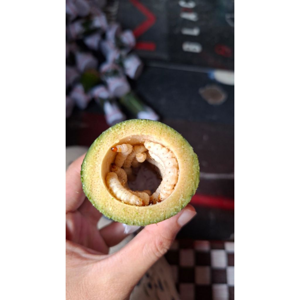 Ulat Bambu Hidup Isi 30 - Umpan Mancing dan Pakan Burung Berkualitas