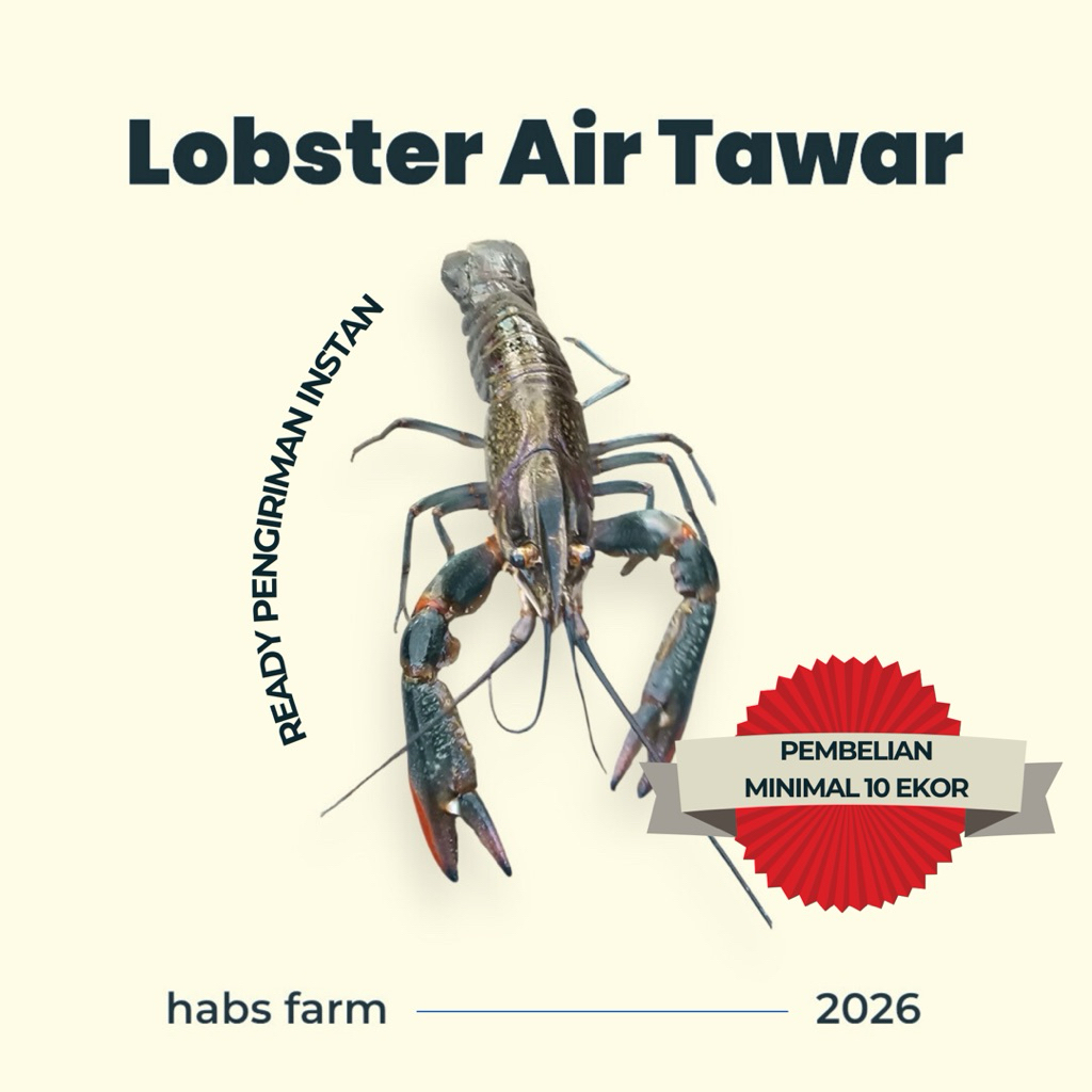 Lobster Air Tawar Hidup Ukuran 3 inchi Per Ekor Surabaya