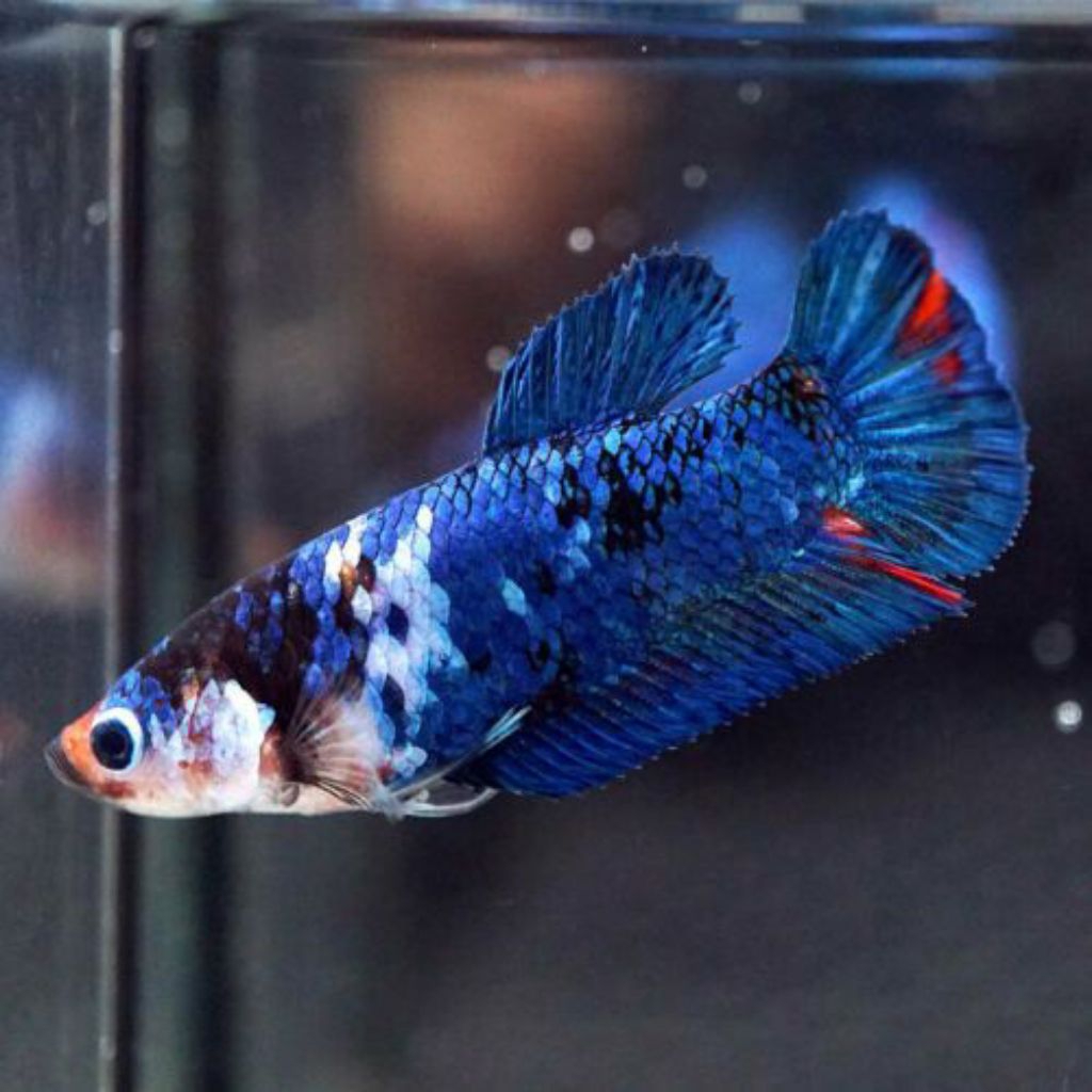 Ikan Cupang Plakat Fancy Multicolor