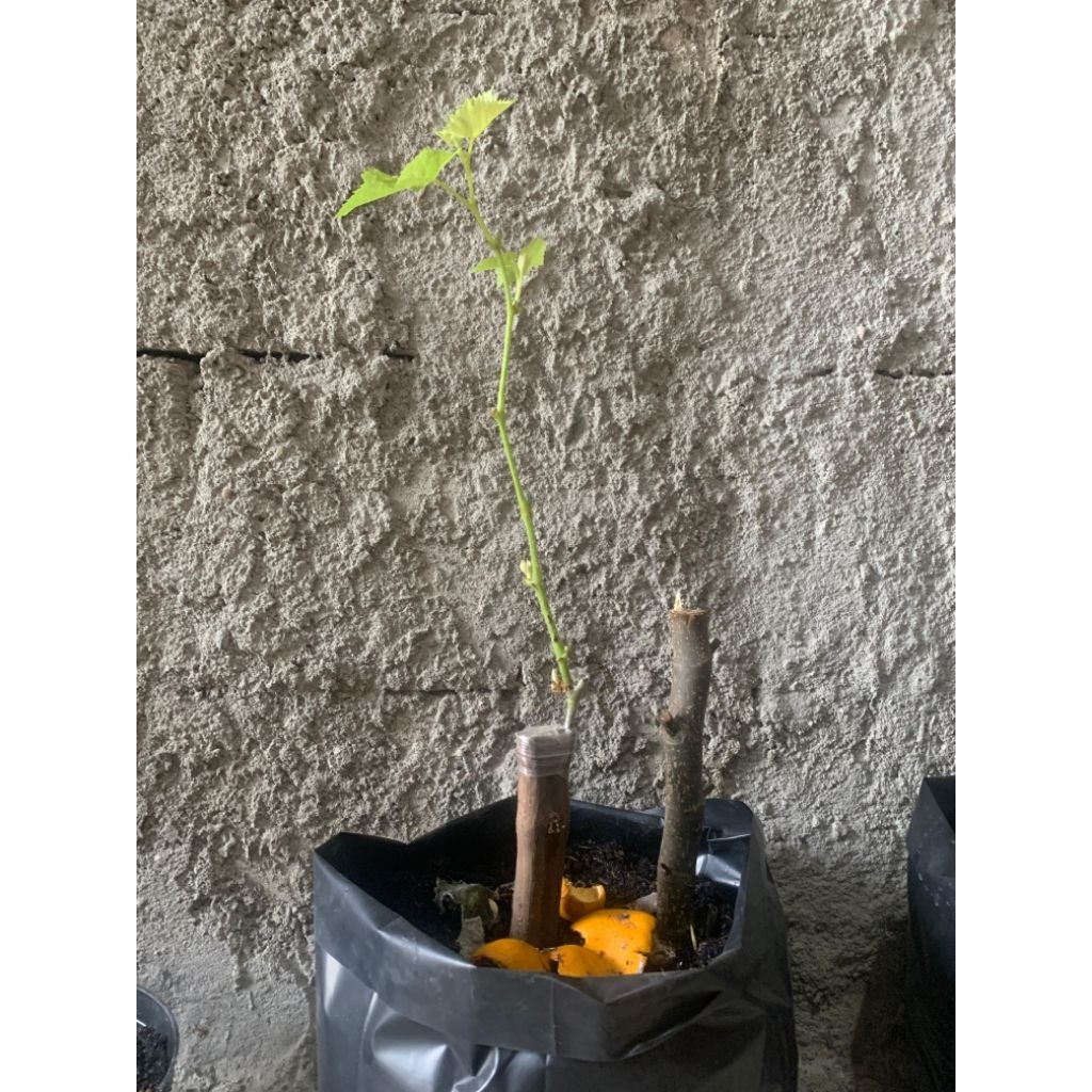 BIBIT ANGGUR JUPITER BATANG BESAR