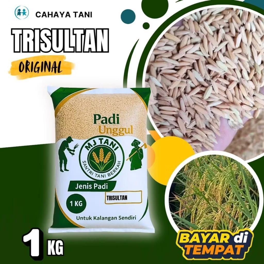 bibit padi terbaru trisultan 1kg