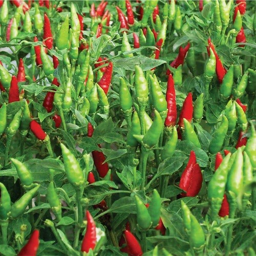 25 Biji Benih Cabe Rawit GENIE