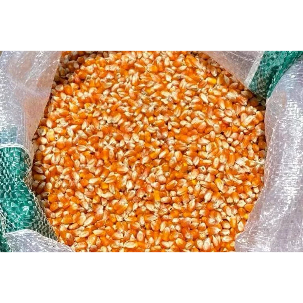 Promo Jagung Pipil Madura 1 Kg untuk Pakan Merpati dan Ayam